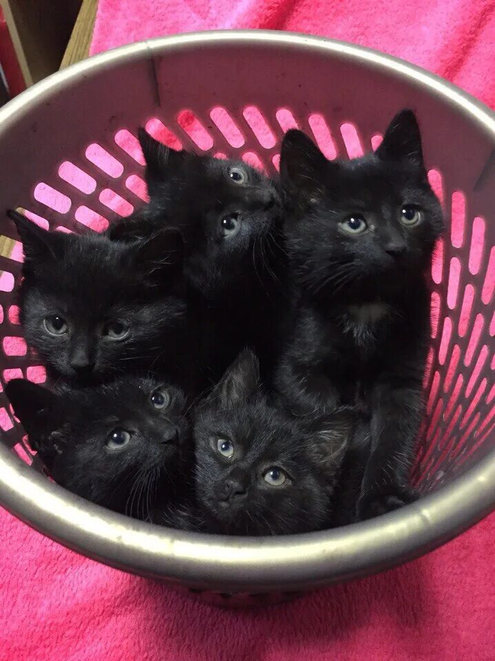 Черный котенок. Черный котенок в корзинке. Черные котята много. Куча чёрных котят. Черные котята в добрые
