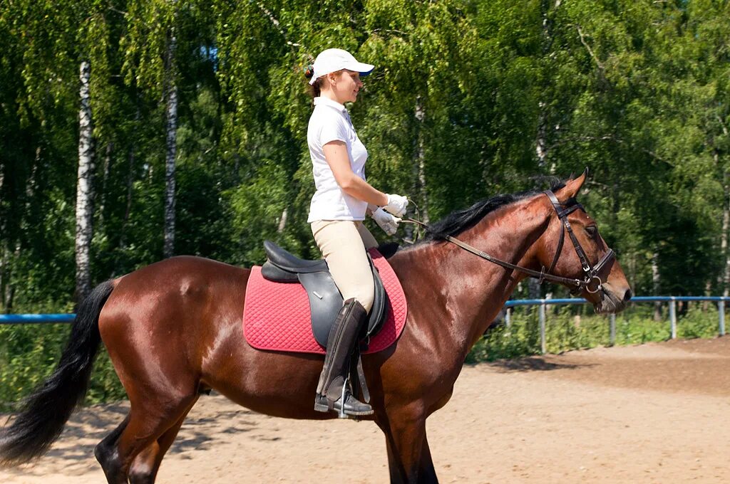 КСК Династия. Занятия конным спортом. Фотосессия с лошадьми. Урок верховой езды в Москве.