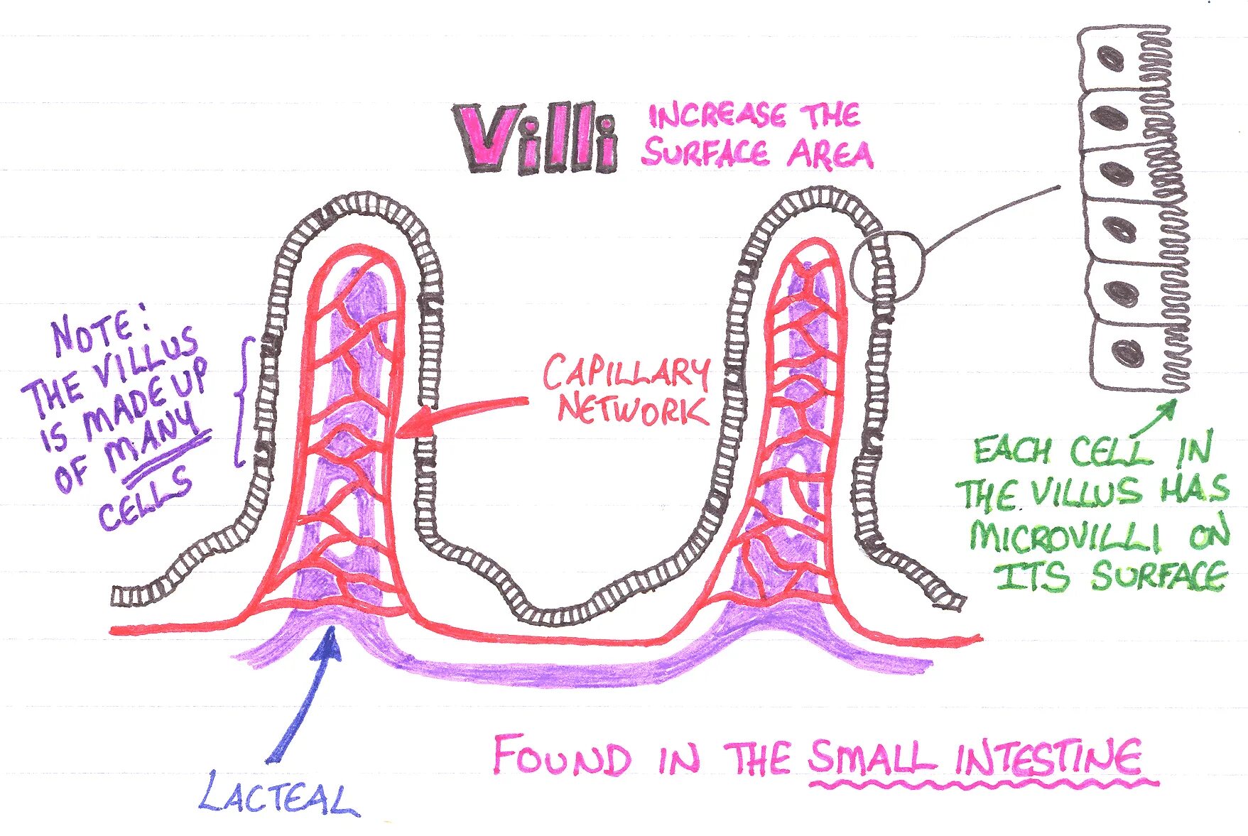 Ворсинки тонкого кишечника. Микроворсинки кишечника. Each cell