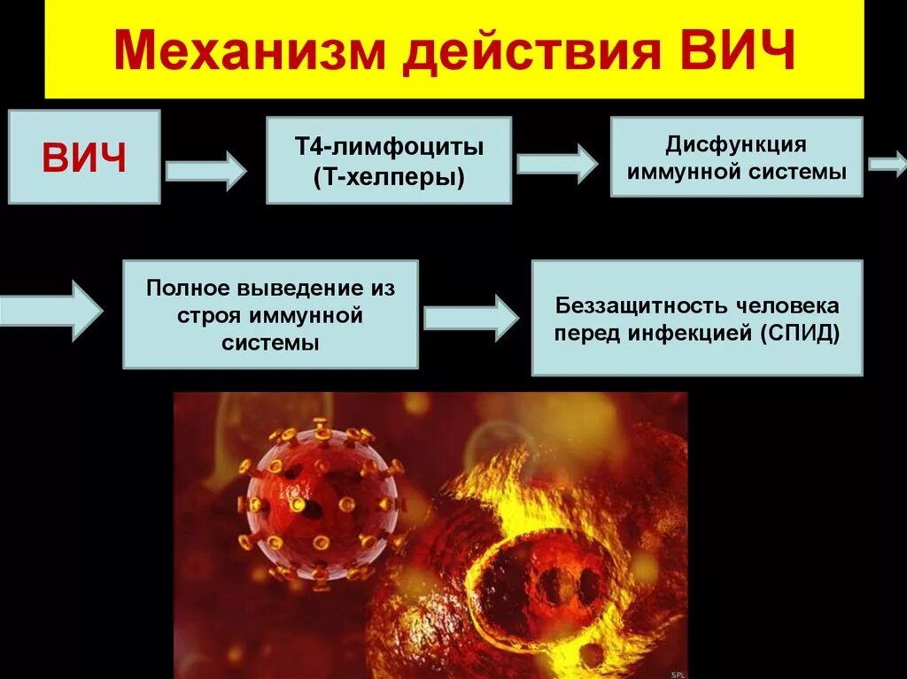 Спид организм. Схема поражения иммунной системы при ВИЧ. Схема поражения иммунной системы при ВИЧ-инфекции иммунология. При ВИЧ инфекции поражаются т лимфоциты. Механизм формирования иммунодефицита при ВИЧ.