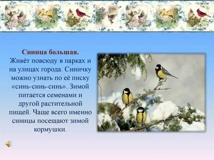 Наблюдение за синицей