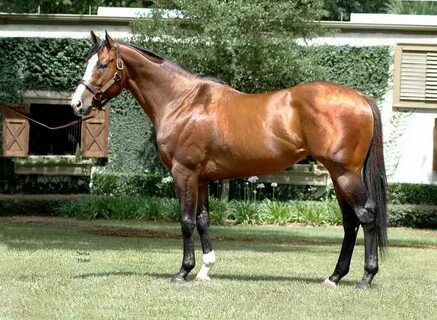 The horse