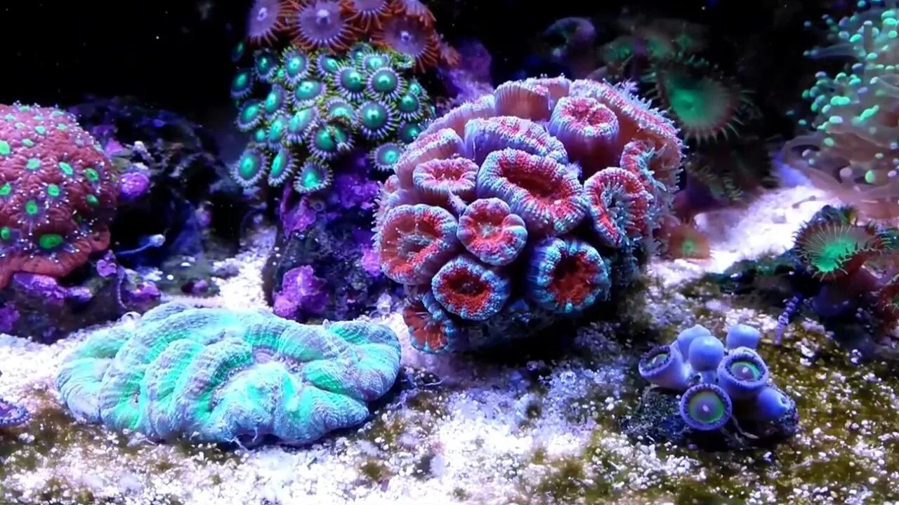 Coral video. Лпс кораллы. Кауластрея леденец. Турбинария. LPS кораллы инкрустаторы.