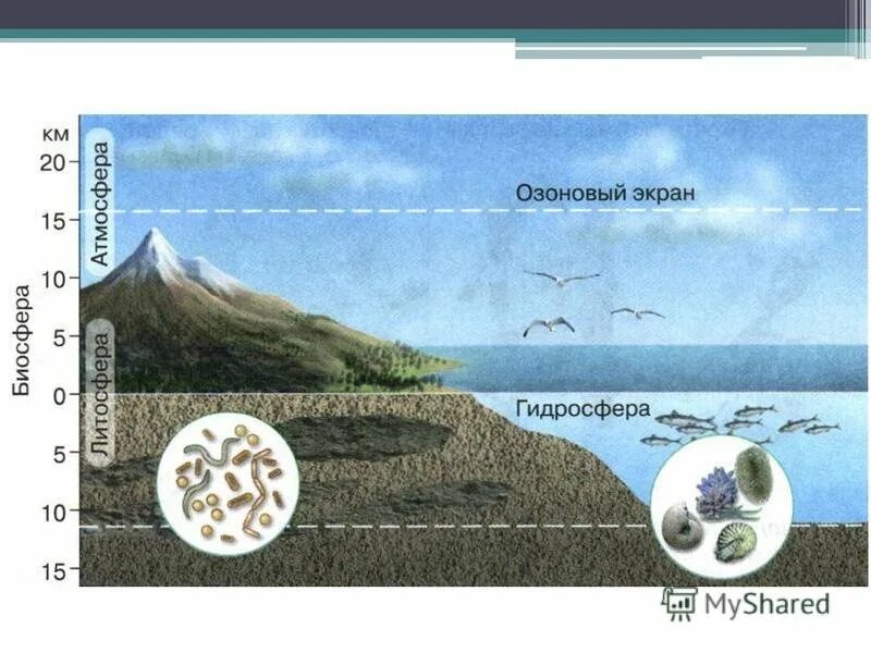 Биосфера — область распространения жизни рисунок. Границы биосферы 5 класс биология. Распространение живых организмов в биосфере. Биосфера это область распространения жизни на земле. От чего зависит распространение живых организмов