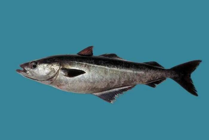 сайда трескообразные. аляскинская сайда. сайда мурманская. сайда. сайда рыба.