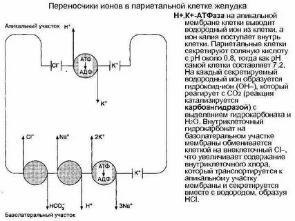 Антитела к париетальным клеткам