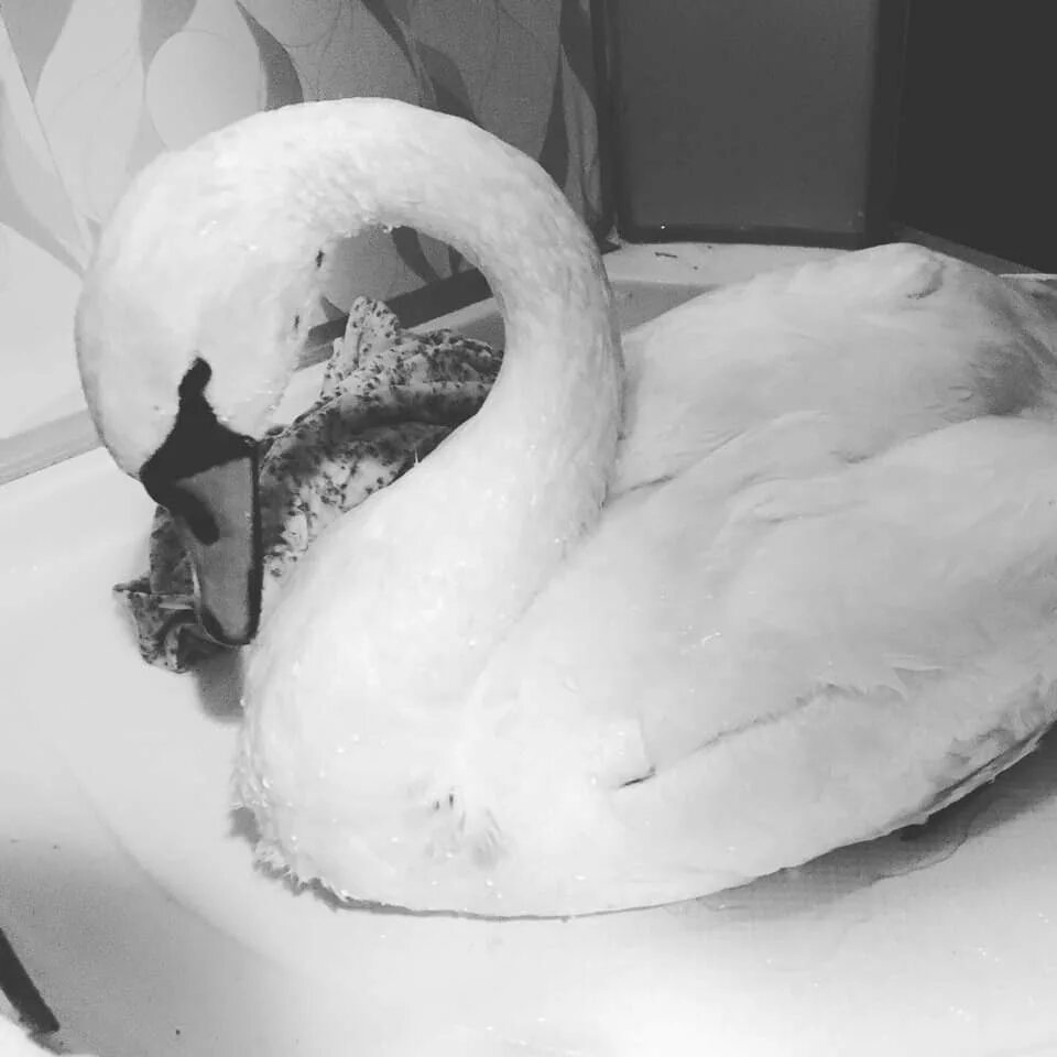 Не убивайте лебедей. Не убивайте лебедей