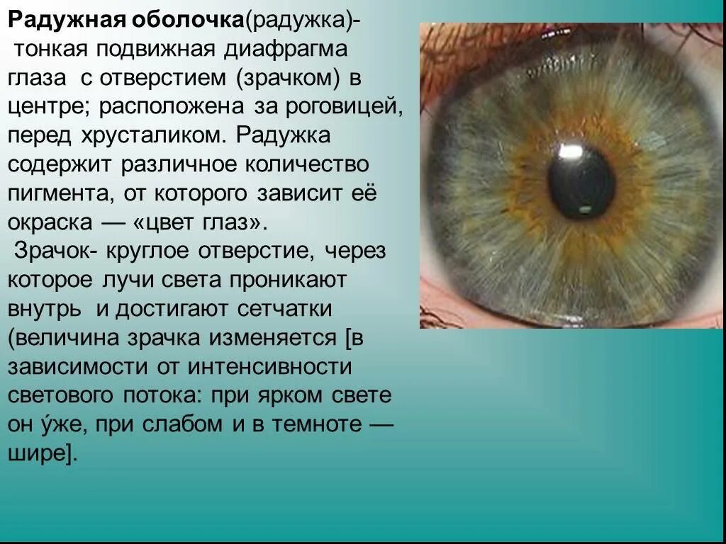 Пигментный невус Радужки глаза. Характеристика Радужки глаза. Оболочка вокруг Радужки глаза. Строение Радужки глазного яблока.