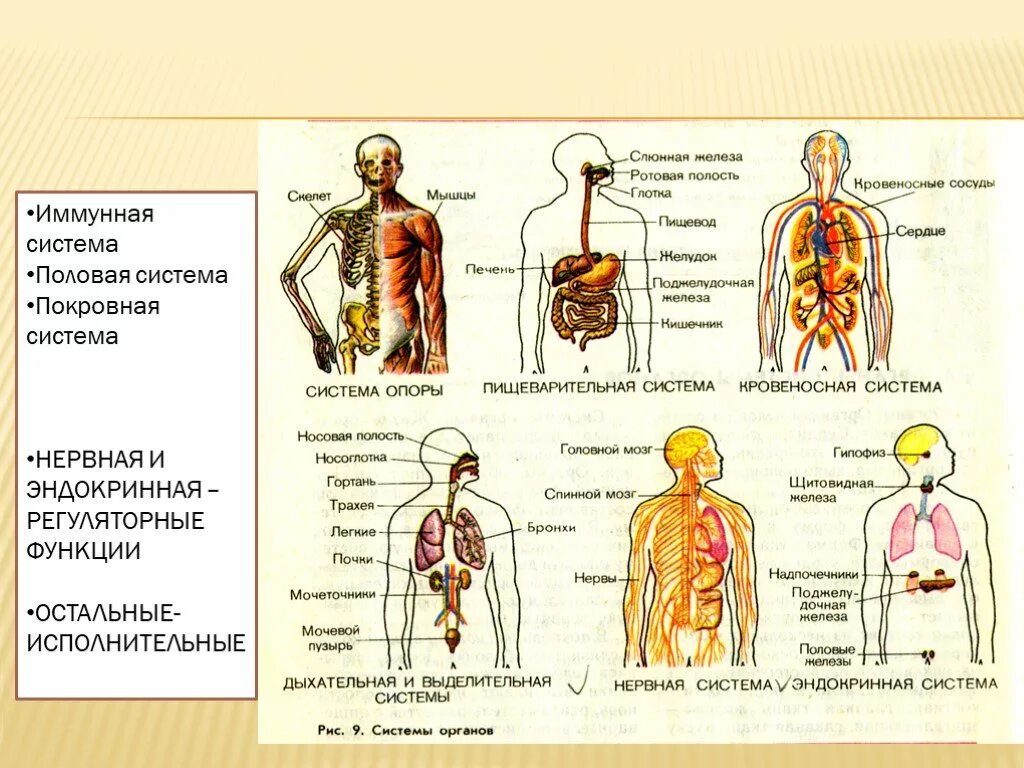 Органы человека и их функции. Системы органов человека таблица 8 класс биология. Таблица по биологии 8 класс система органов органы функции таблица. Таблица по биологии 8 класс системы органов в организме. Таблица система органов строение и функции человека биология.
