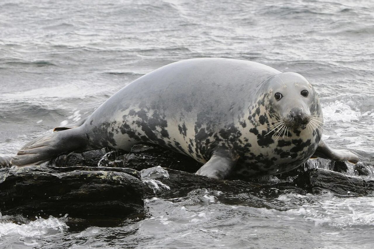 млекопитающие ластоногие дельфин. северный ледовитый океан подводный мир. дельфины в море. морские млекопитающие дельфины. большой арктический заповедник красноярского края фауна.