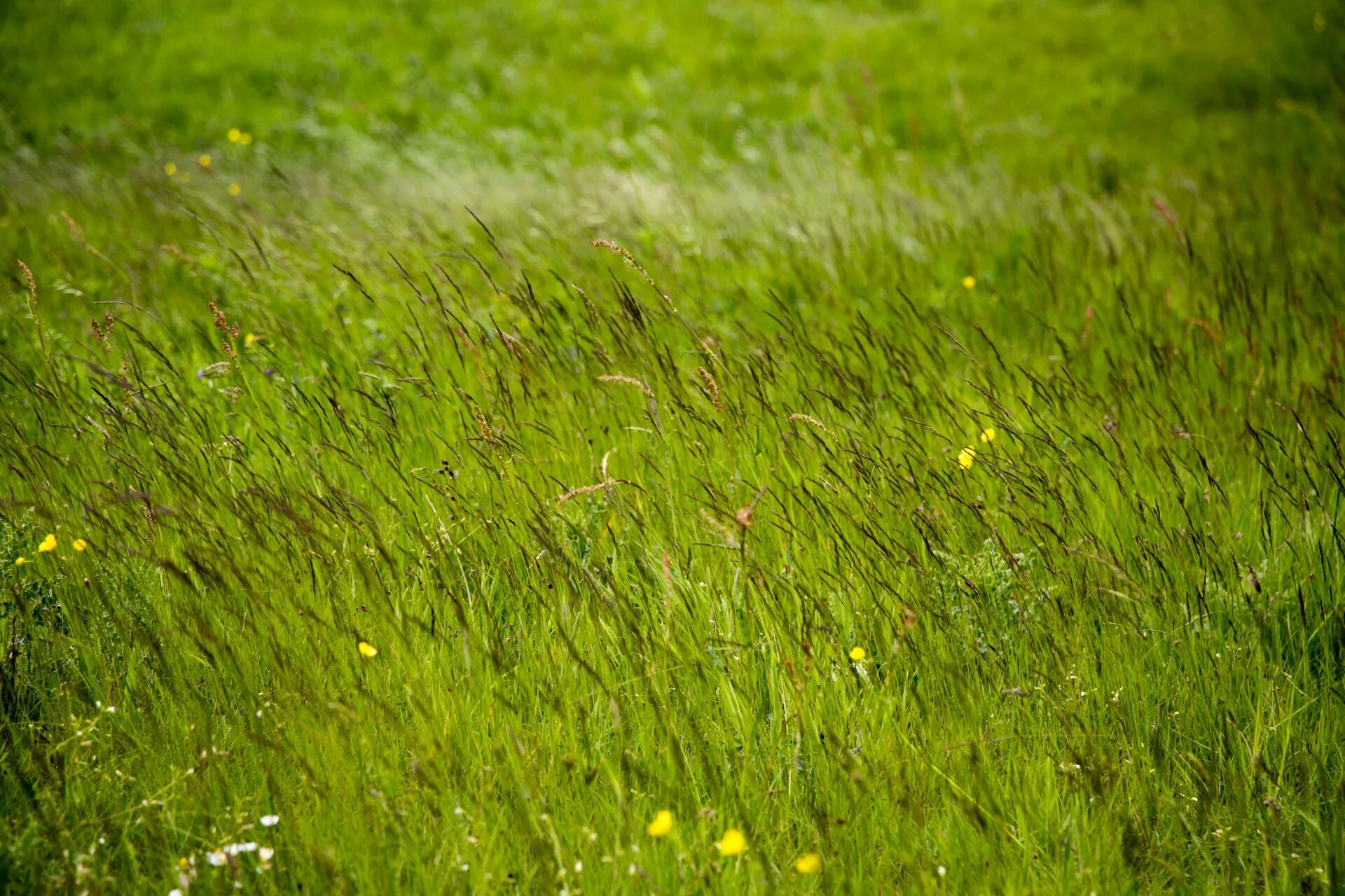В каком зеленом луге. Зеленый луг. Летние травы. Лето трава. Зеленые Луга.