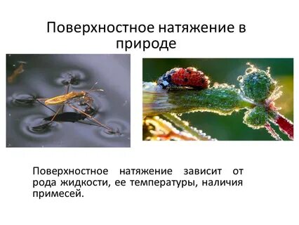 Поверхностное натяжение капиллярные