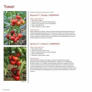 Томат красный волк характеристика и описание