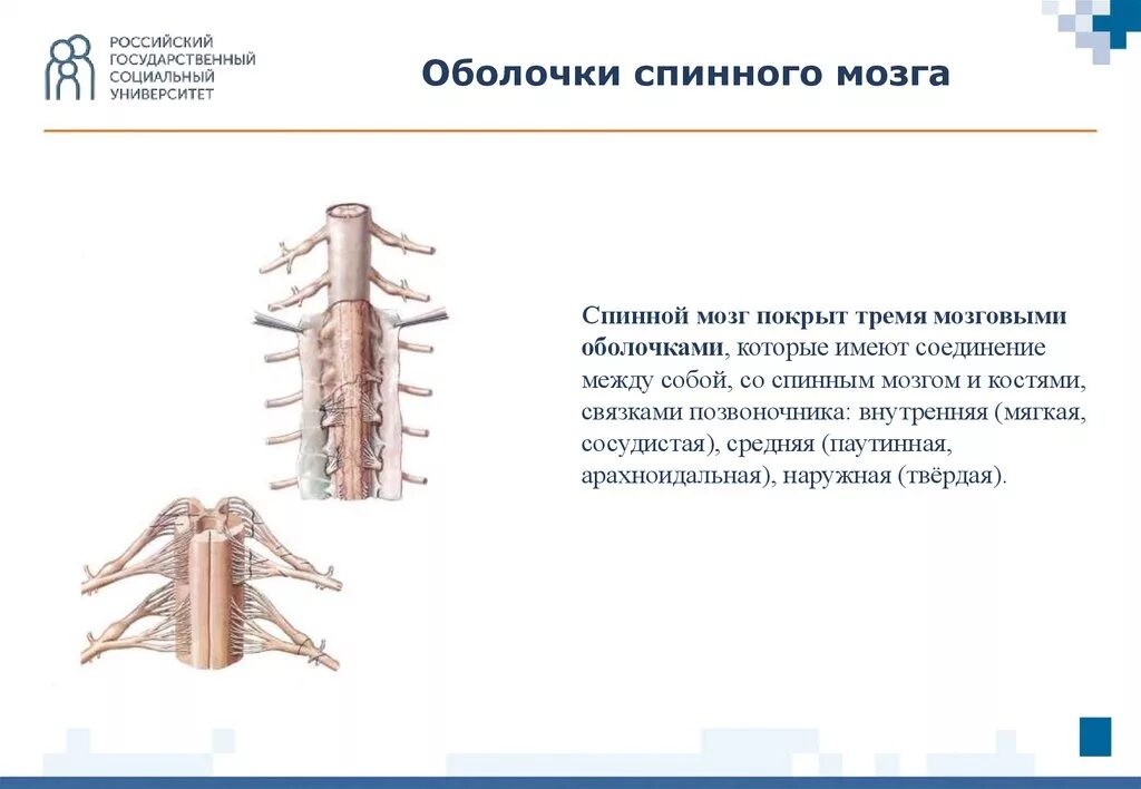 Мягкая оболочка спинного. Защитные оболочки спинного мозга. Арахноидальная оболочка спинного мозга. Твердая оболочка спинного мозга. Оболочки спинного мозга анатомия.