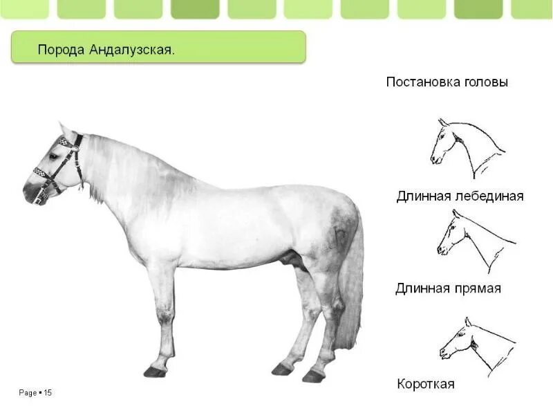 Выберите породы. Постановка головы андалузской лошади. Форма головы андалузской лошади. Лошадь биология. Форма головы лошади по профилю.