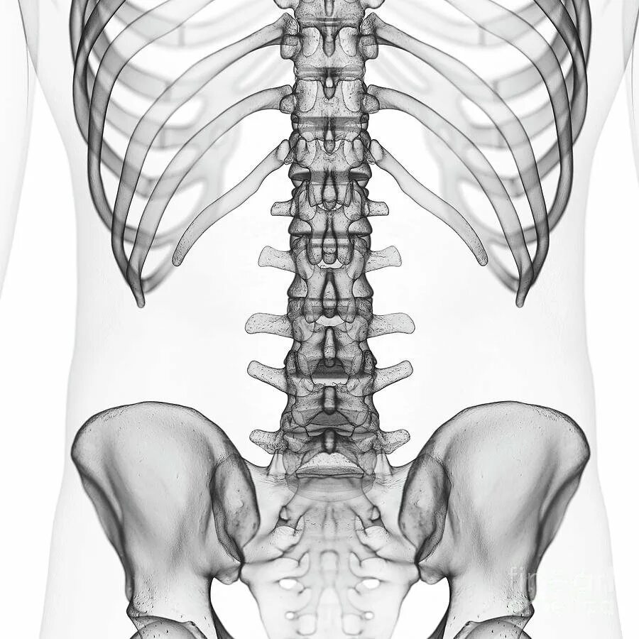Поясничный отдел позвоночника рентген анатомия. Скелет позвоночника человека. Поясница скелет. Поясничный отдел позвоночника рисунок.