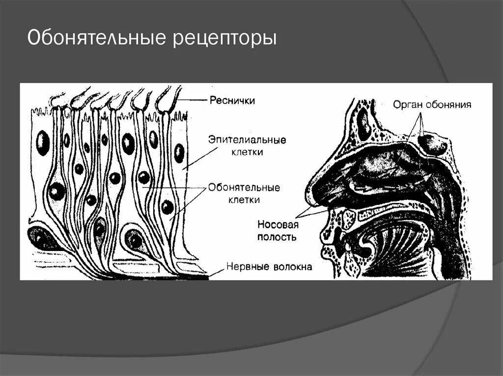 Обонятельные рецепторные клетки. Обонятельный анализатор внутреннее строение. Строение рецепторов обонятельного анализатора. Схема строения обонятельного анализатора. Обонятельный анализатор нос.