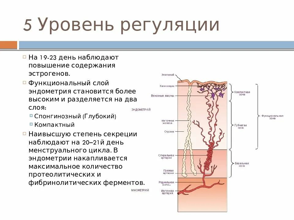 Схему гормональной регуляции овариально-менструального цикла. 5 уровней регуляции. Нейрогуморальная регуляция менструального цикла схема. 5 уровней регуляции. Нейрогуморальная регуляция овариально менструального цикла.