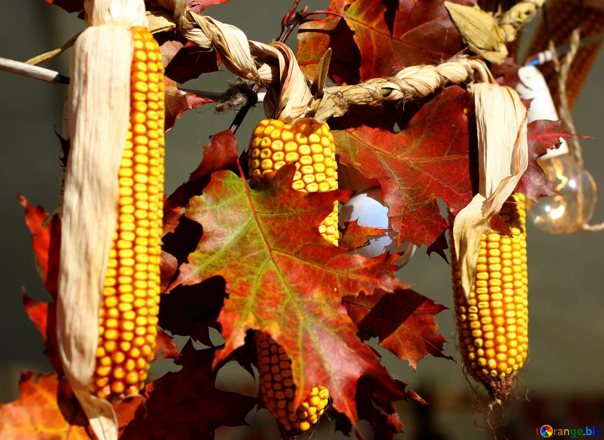 Кукурузные листья купить. Осенние поделки из кукурузы. Осенняя поделка кукуруза. Кукуруза в осеннем декоре. Поделка дары осени из кукурузы.