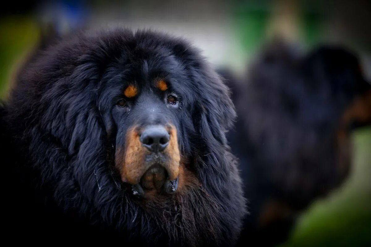 Большая собака тибетский