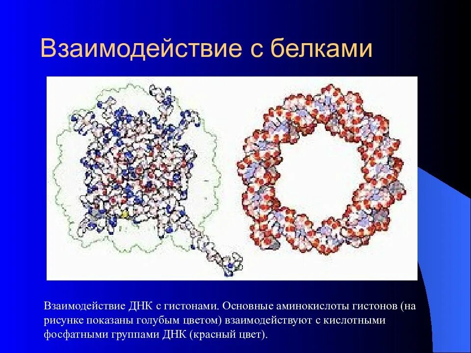 Связана с белками гистонами. Взаимодействие белков. Дезоксирибонуклеиновая кислота образована. Аминокислоты гистонов. Взаимодействия в белках.