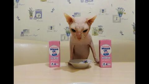 Кефир кошкам