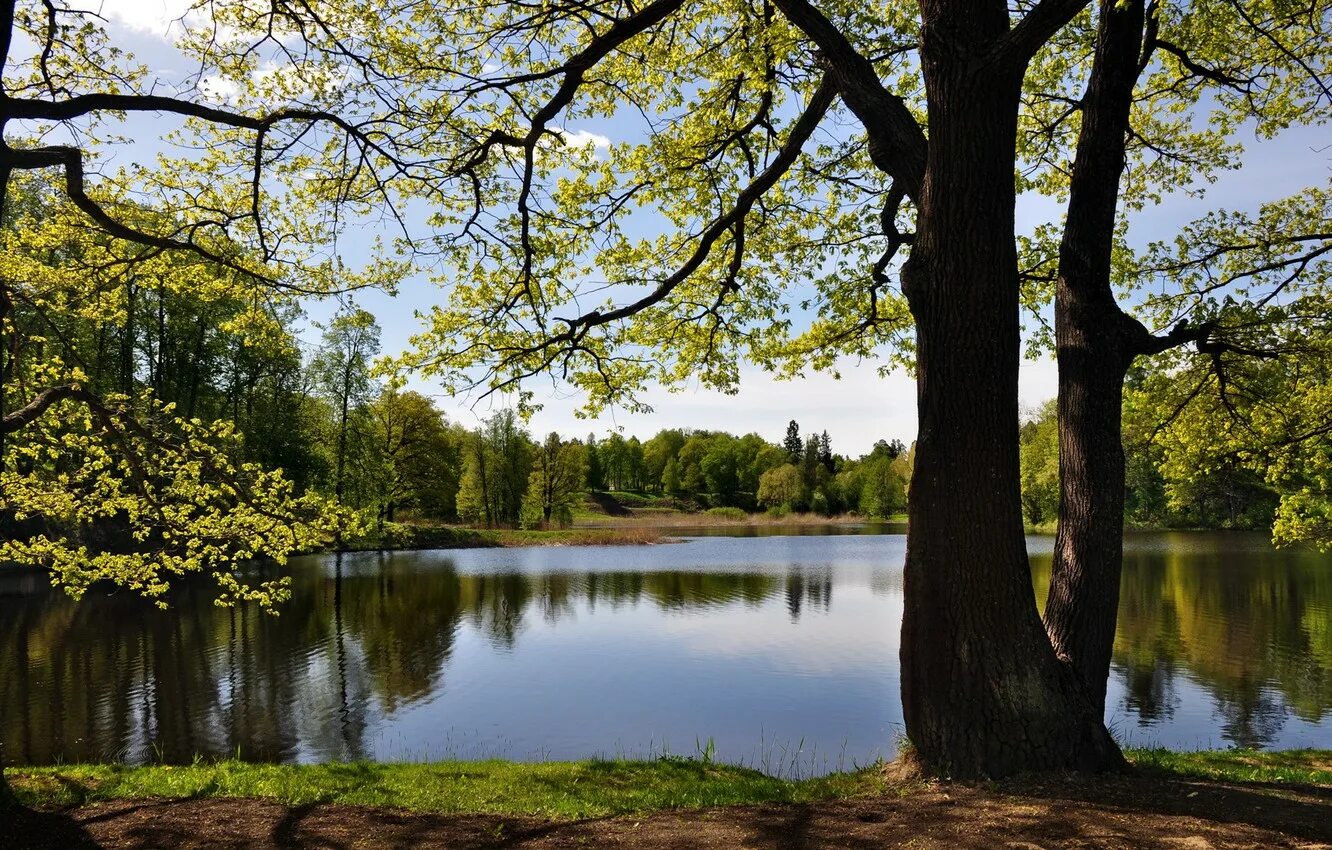 Trees lake