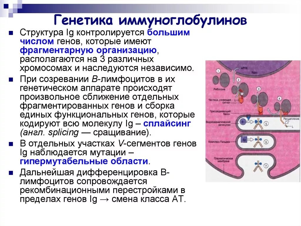 Гены иммуноглобулинов. Генетический контроль синтеза иммуноглобулинов различных классов.. Структура генов иммуноглобулинов. Генетика иммуноглобулинов(антител). Реаранжировка генов иммуноглобулинов.