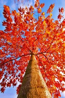 Fall rot