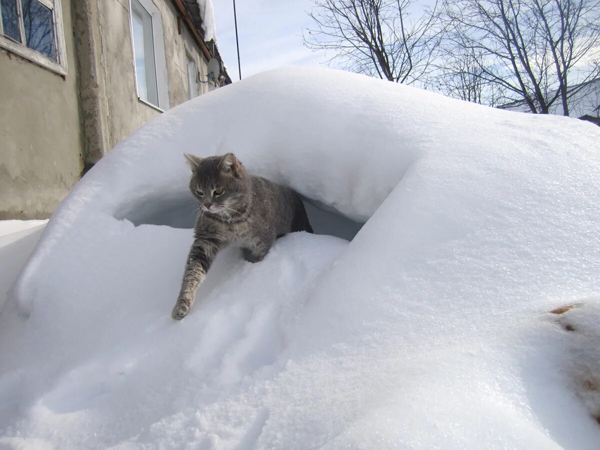 День снежного сугроба. Кот в снегу. Кошки зимой. Кот в сугробе. Кошка лежит на снегу.