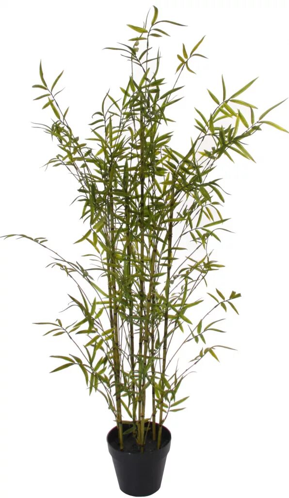 Монастырский бамбук. Цубой бамбук. Бамбук комнатный плетущийся. Бамбук комнатное растение.