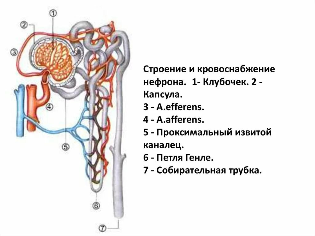 В чем особенность строения капсулы нефрона. Структура нефрона петля Генле. Строение нефрона петля Генле. Петля Генле нефрона почки. Строение нефрона извитой каналец.