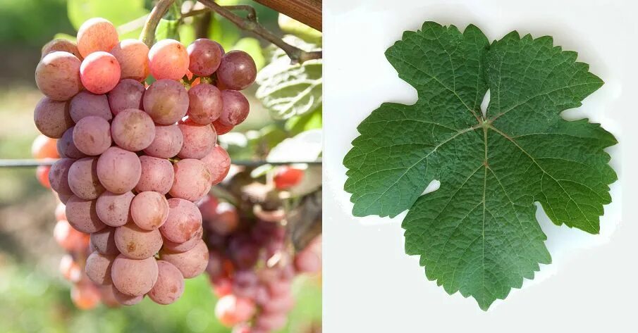 Gewurztraminer виноград. Траминер виноград молдавия. Виноград гевюрцтраминер. Гевюрцтраминер сорт винограда. Гевюрцтраминер фото винограда.