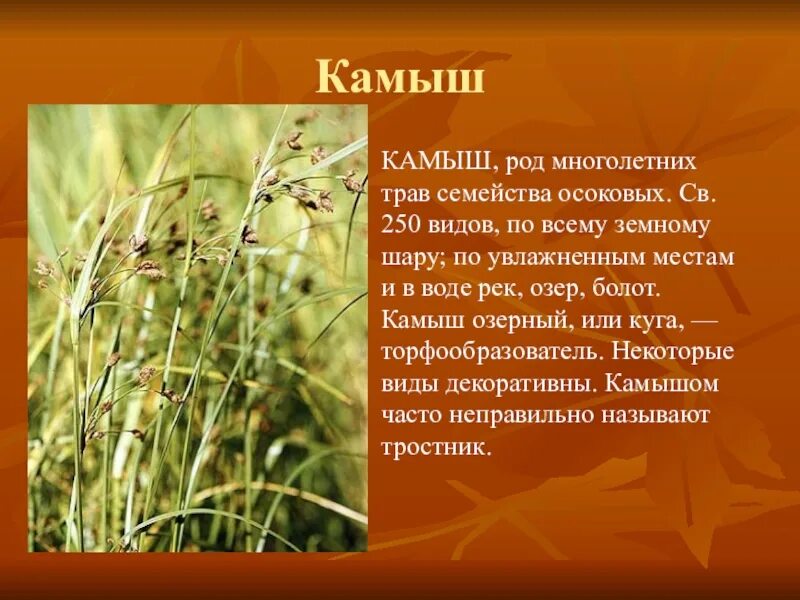 Систематическая группа пырей ползучий. Род многолетних травянистых. Род многолетних травянистых. Костер безостый луговой. Вика трава многолетняя или однолетняя.