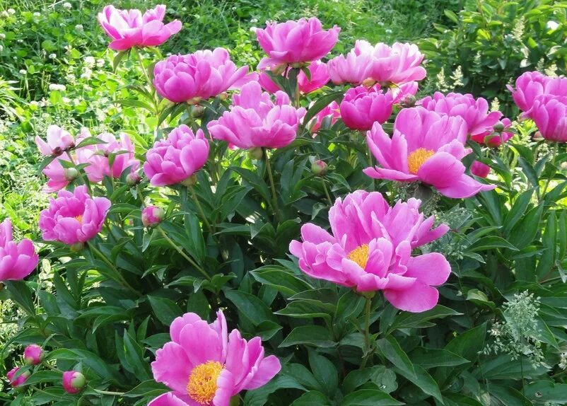 Пионы в горшке купить. Патио-пионы (Paeonia lactiflora Patio) Madrid. Пион патио Мадрид. Paeonia lactiflora Pall. Paeonia albiflora Pall..