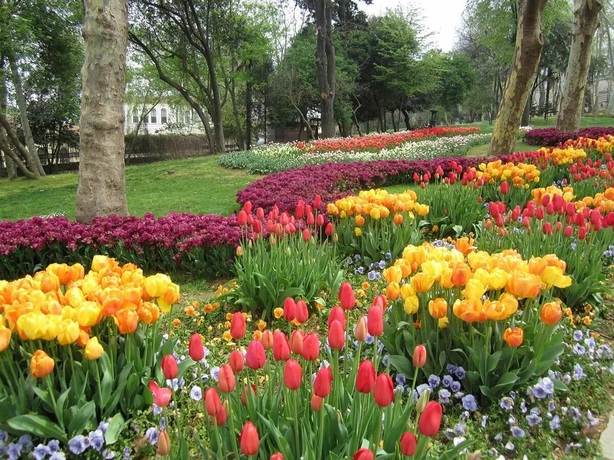 Парк тюльпанов в стамбуле. Парк Гюльхане тюльпаны. Парк Эмирган в Стамбуле тюльпаны. Парк Эмирган фестиваль тюльпанов. Парк Гюльхане парк фестиваль тюльпанов.