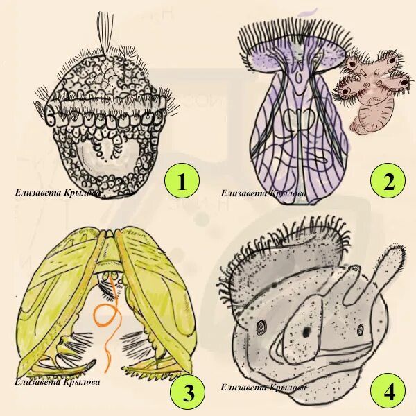 Размножение двустворчатых моллюсков личинка. Велигер и глохидий. Велигер двустворчатых моллюсков. Личинки bivalvia. Личинка двустворчатых.