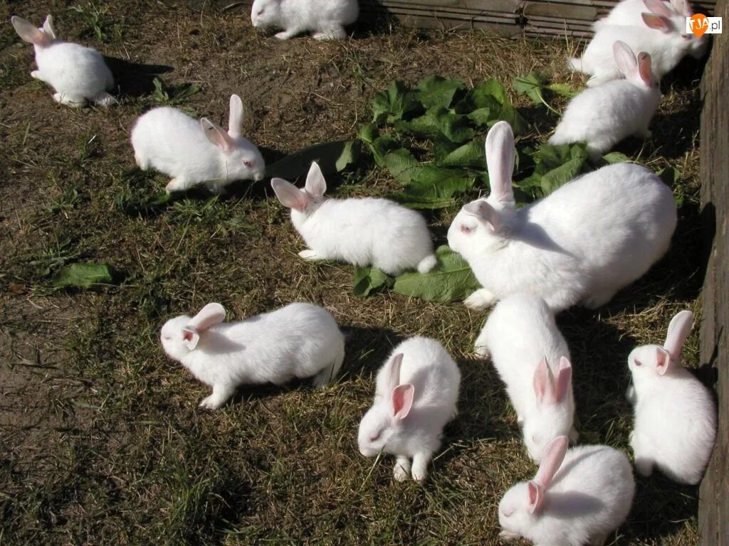 Включи где кролики. Кролики размножаются. Кролики плодятся. Кролики домашние Деревенские. Сарай для кроликов.