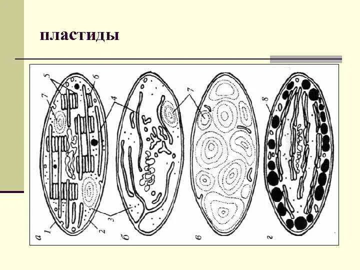 Форма хлоропласта. Хлоропласты хромопласты лейкопласты. Пластиды хлоропласты хромопласты лейкопласты рисунок. Строение клетки пластиды рисунок. Пластиды хлоропласты рисунок.