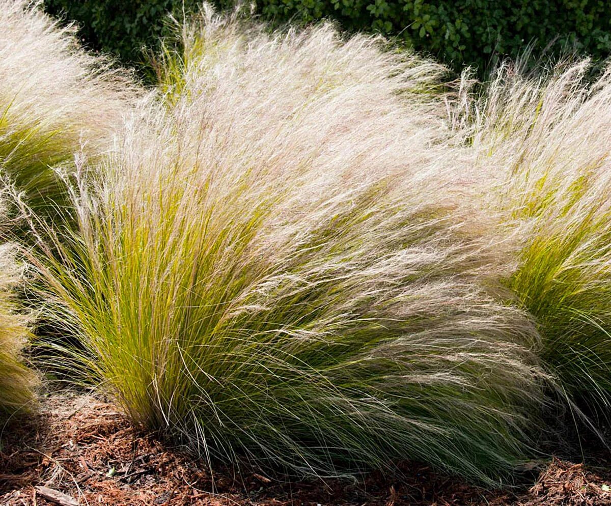 Ячмень гривастый и ковыль. Ковыль тростникововидный. 1753). Ковыль stipa tenuissima. Ковыль тончайший (stipa tenuissima).