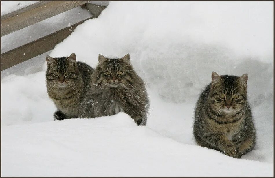 Какую температуру выдерживают коты зимой. Кот зимой. много котов на снегу. сибирский кот в снегу. три кота снег.