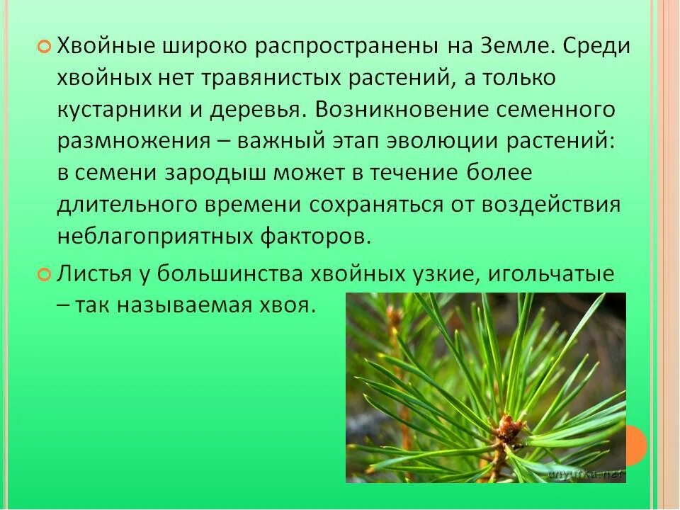 Сообщение о хвойном растении. Сообщение о хвойных. Хвойные это информация. Информация о хвойных растениях. Сообщение на тему хвойные растения.