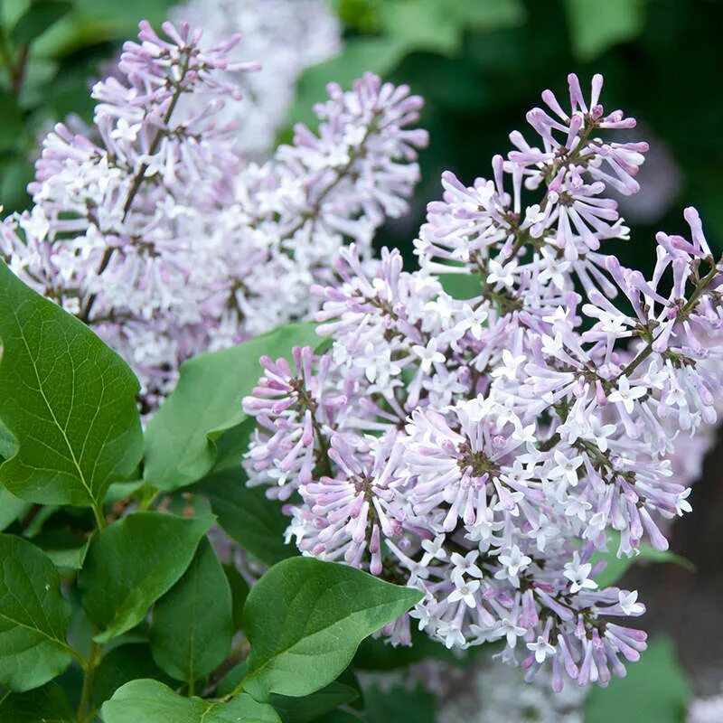 Сирень раскидистая Miss Kim. Сирень Miss Kim Syringa. Сирень раскидистая "Miss Kim" ("Мисс Ким"). Сирень раскидистая (Syringa patula) Miss Kim. Сирень мисс