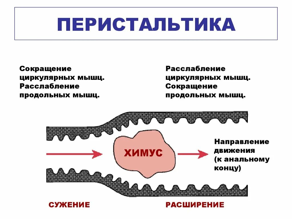 Улучшение моторики кишечника. Моторика кишечника. Перистальтические сокращения кишечника. Перистальтические сокращения тонкого кишечника. Усиление перистальтики кишечника.