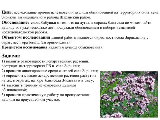Душица трава для чего ее используют свойства. Приемочный контроль травы душицы. душица обыкновенная систематика. душица заготовка. душица обыкновенная формула цветка.