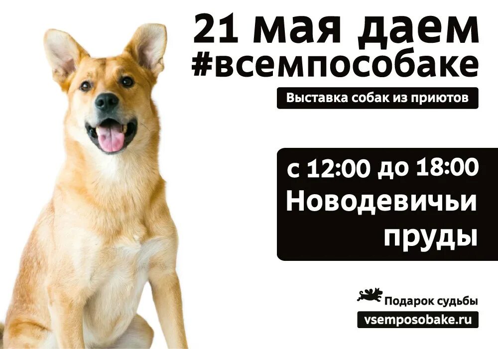 Выставка собак из приютов в Москве. Выставки приютских собак в Москве. Всемпособаке. Фотовыставки собак из приютов.