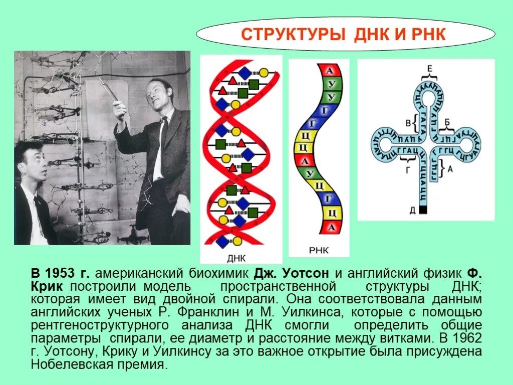 Модель пространственной структуры ДНК. Строение ДНК модель Уотсона крика. Структура ДНК по Дж.Уотсону и ф.крику.. Структура двойной спирали ДНК Уотсона крика.