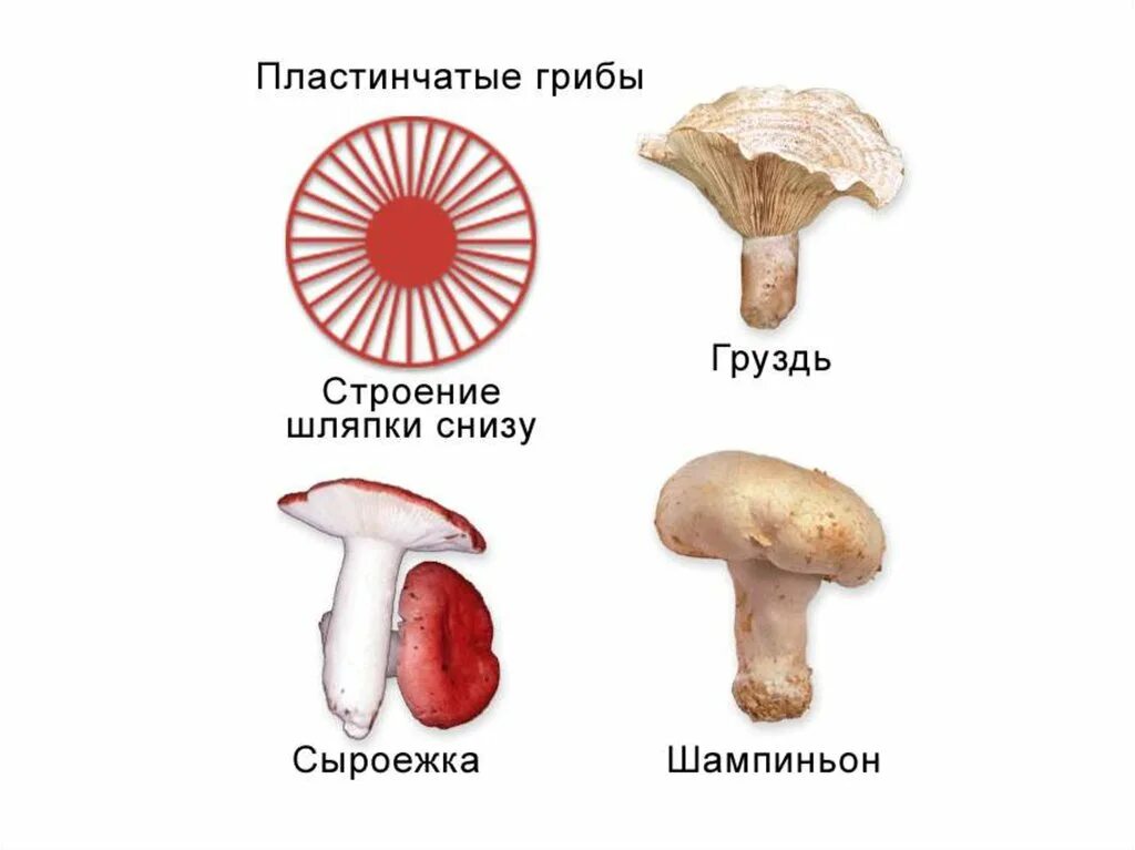 Таблица особенности строения пластинчатый гриб трубчатый гриб. Строение пластинчатых грибов. Строение шляпки пластинчатого гриба. Строение трубчатых и пластинчатых грибов рисунки. Шляпочные и пластинчатые грибы.