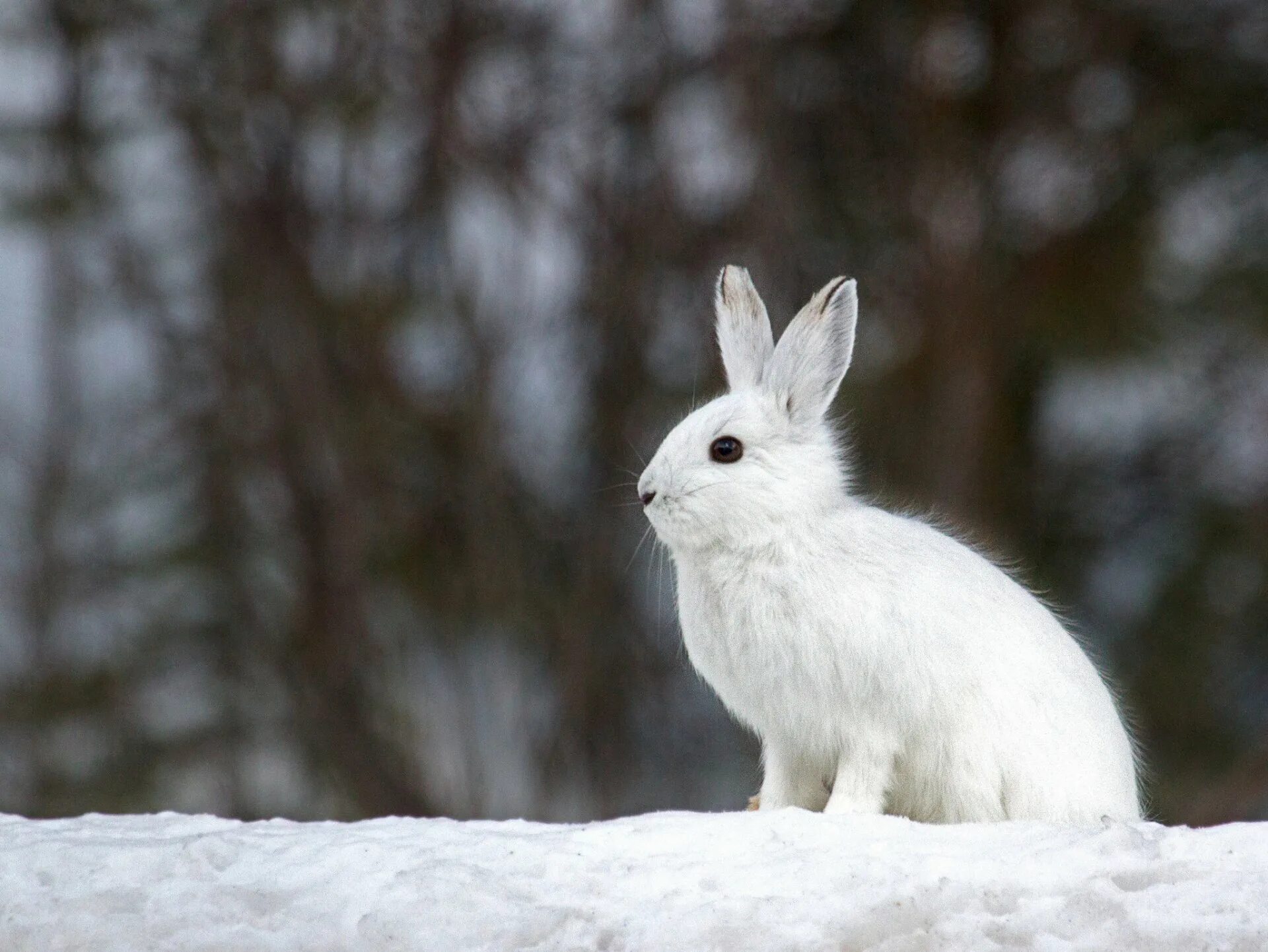 Зайчик официально. Заяц-Беляк Lepus timidus. Заяц-Беляк – Lepus timidus linna. Баргузинский заповедник заяц Беляк. Заяц Беляк в тайге.