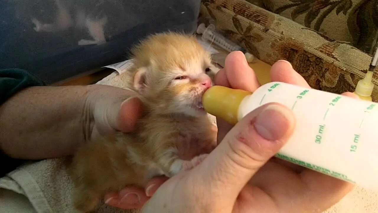 Кормить котенка детской смесью. Новорожденные котята. Котенка кормят из бутылочки. Бутылочка для котят. Бутылочка с соской для котят.